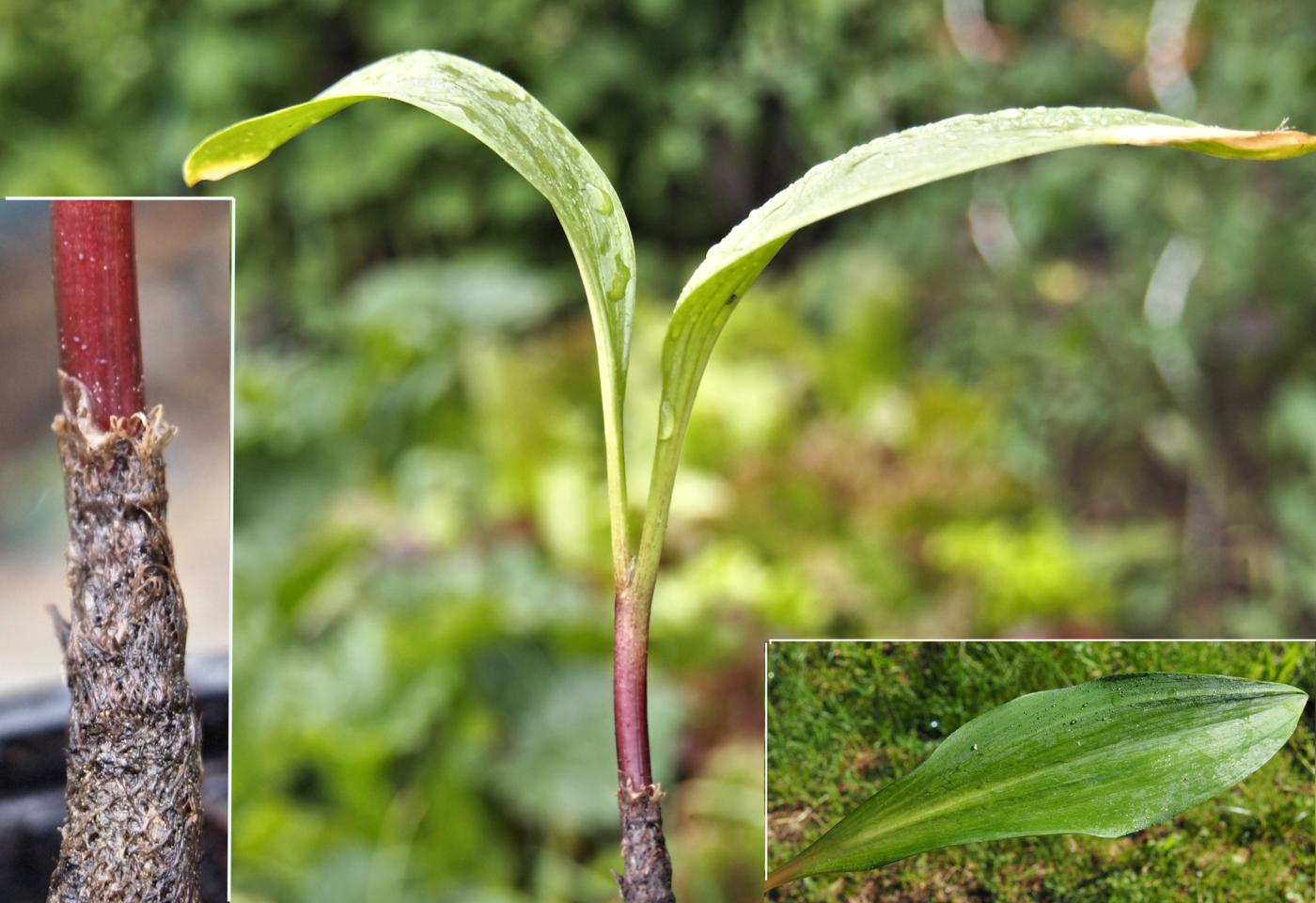 Leek, Alpine leaf